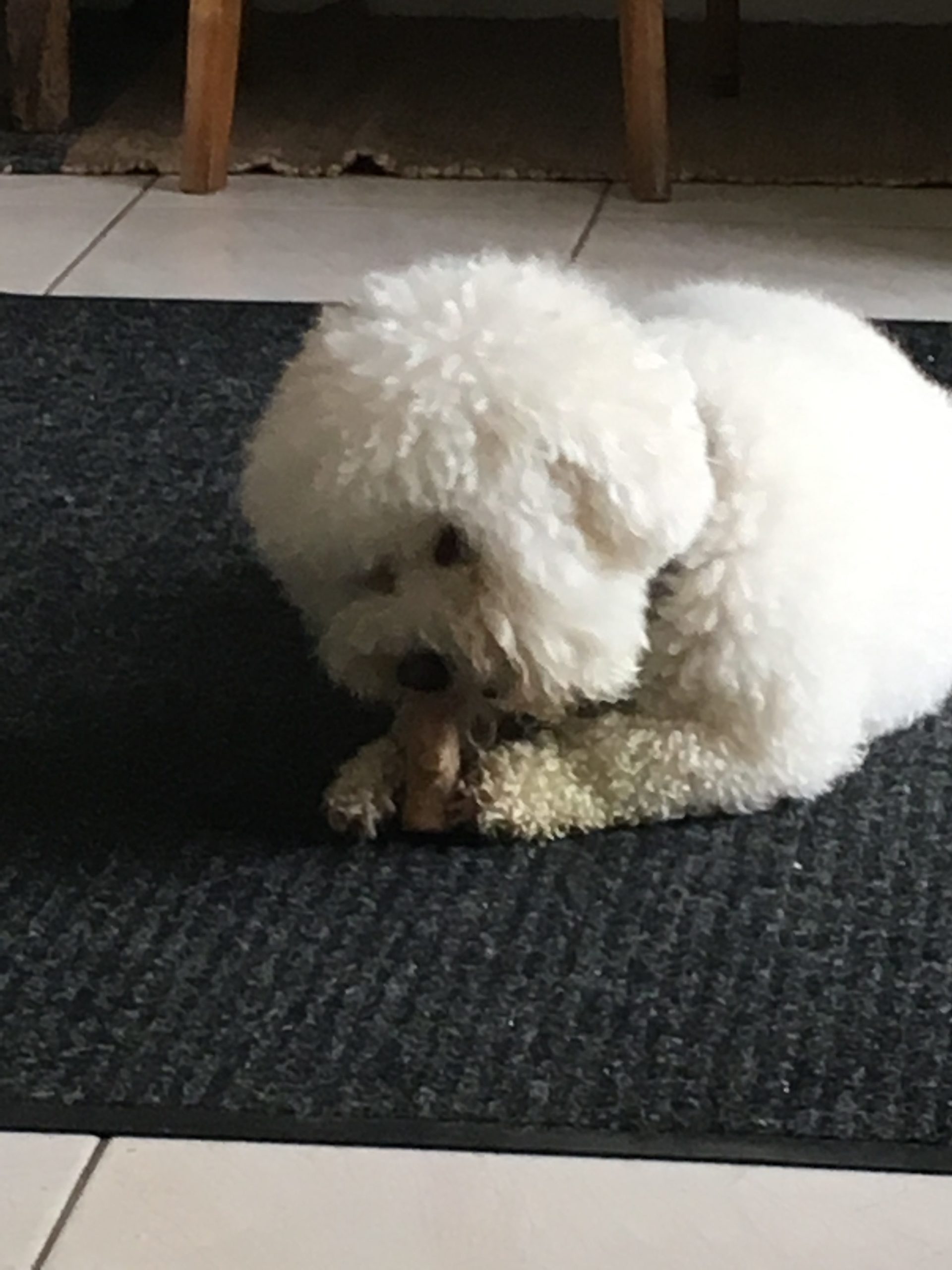 Do Good Things: Immersion in Puppy Love