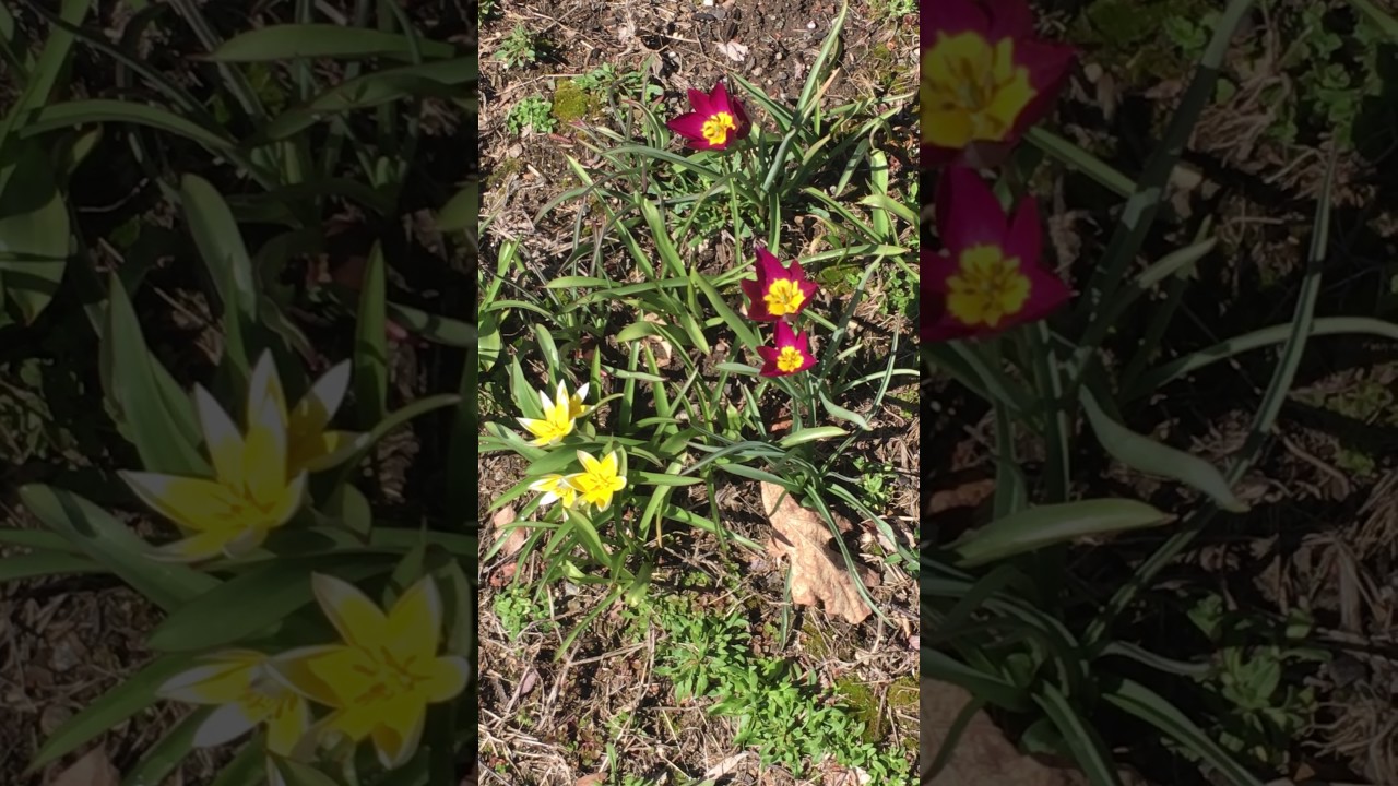 VLOG 17: W-HOME. In Honor Of Perennials